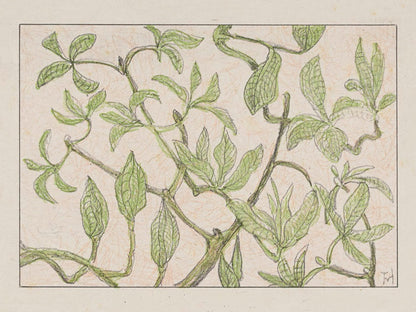 ◇ Curated Nature Set