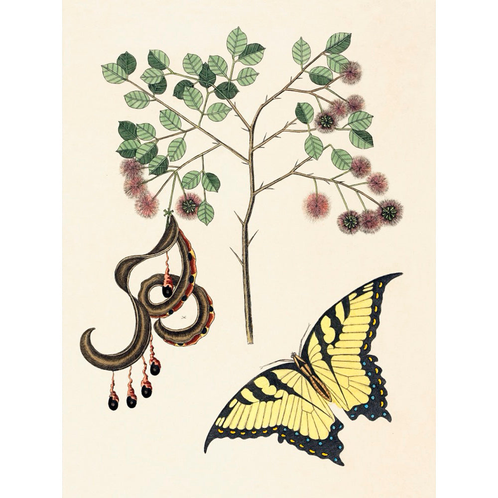 ◇  New World Naturalist - Set of 5 Prints