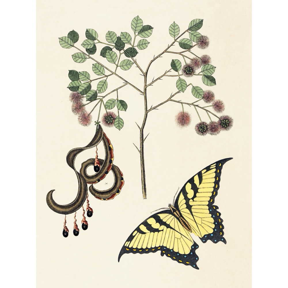 ◆ New World Naturalist - Set of 5 Prints