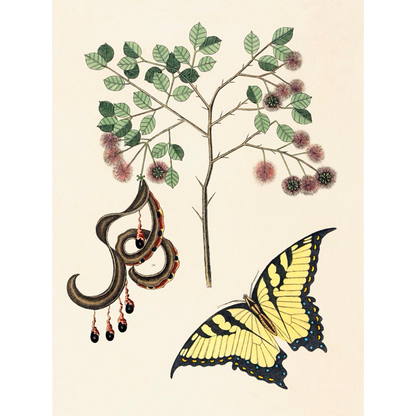 ◆ New World Naturalist - Set of 5 Prints