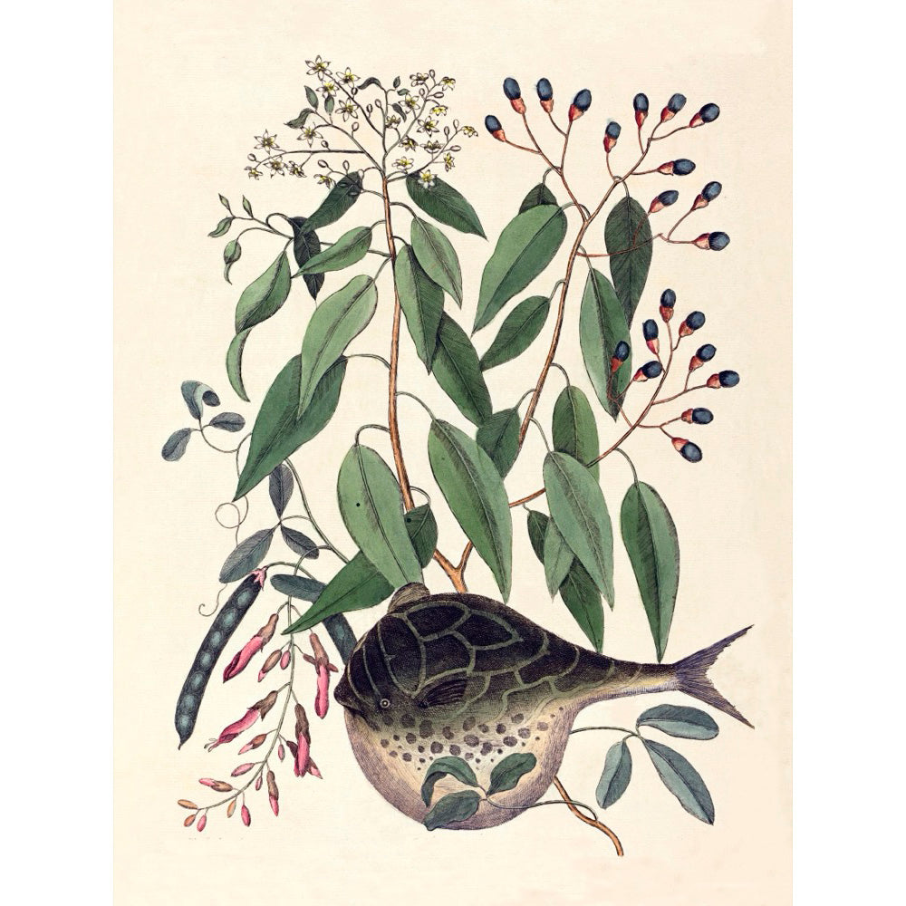 ◇  New World Naturalist - Set of 5 Prints