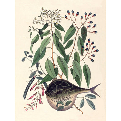 ◇  New World Naturalist - Set of 5 Prints