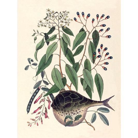 ◇ New World Naturalist - Set of 5 Prints