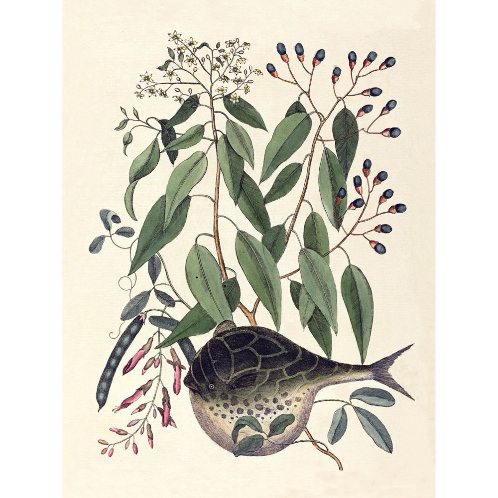 ◆ New World Naturalist - Set of 5 Prints