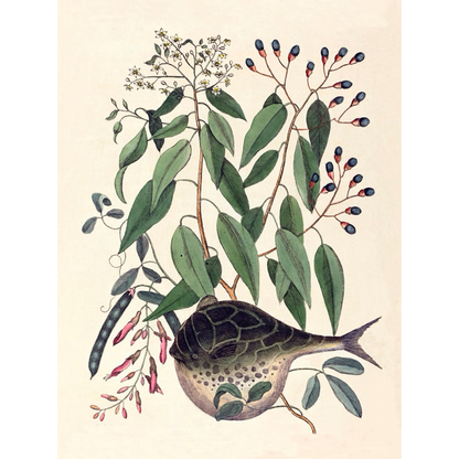 ◆ New World Naturalist - Set of 5 Prints