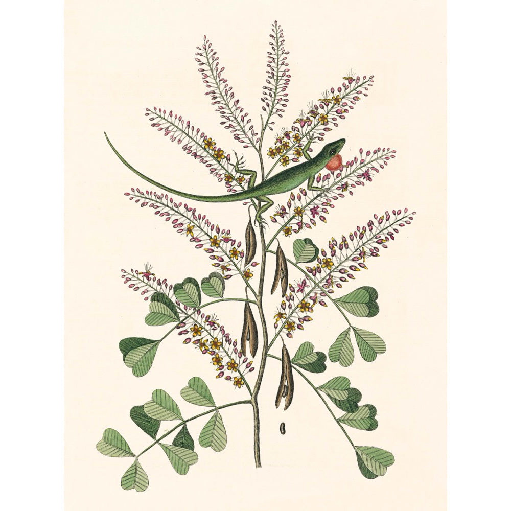 ◇  New World Naturalist - Set of 5 Prints