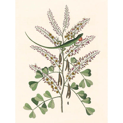 ◇  New World Naturalist - Set of 5 Prints