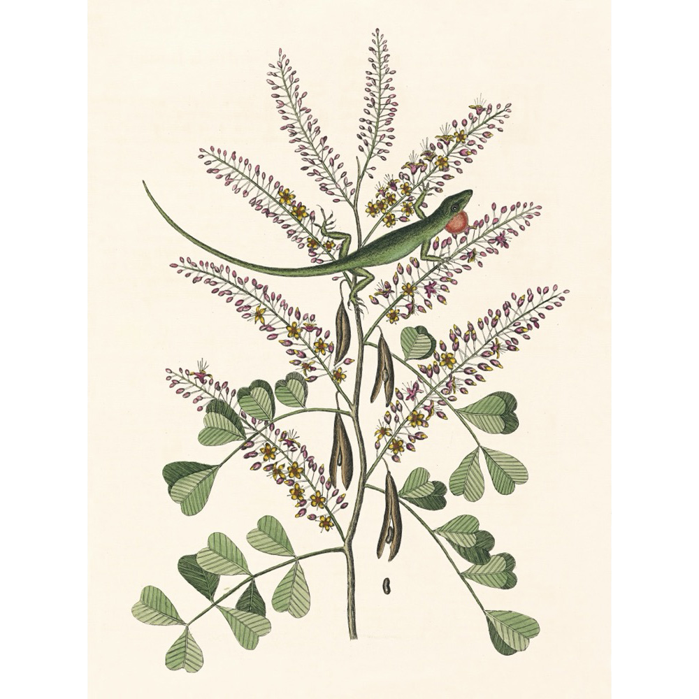 ◆ New World Naturalist - Set of 5 Prints