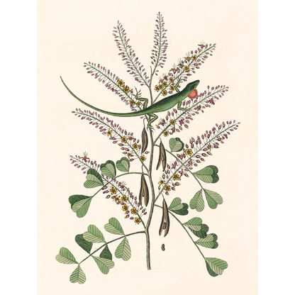 ◆ New World Naturalist - Set of 5 Prints