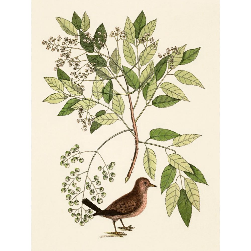 ◇  New World Naturalist - Set of 5 Prints