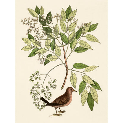 ◇  New World Naturalist - Set of 5 Prints