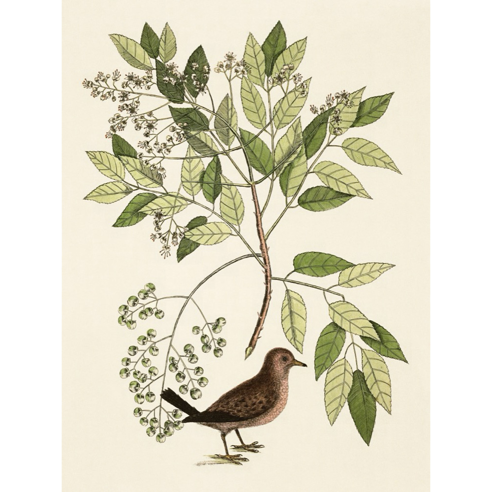 ◆ New World Naturalist - Set of 5 Prints