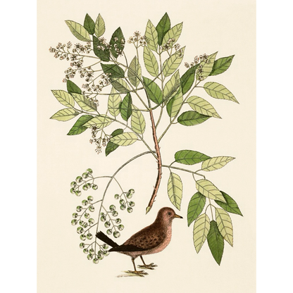 ◆ New World Naturalist - Set of 5 Prints