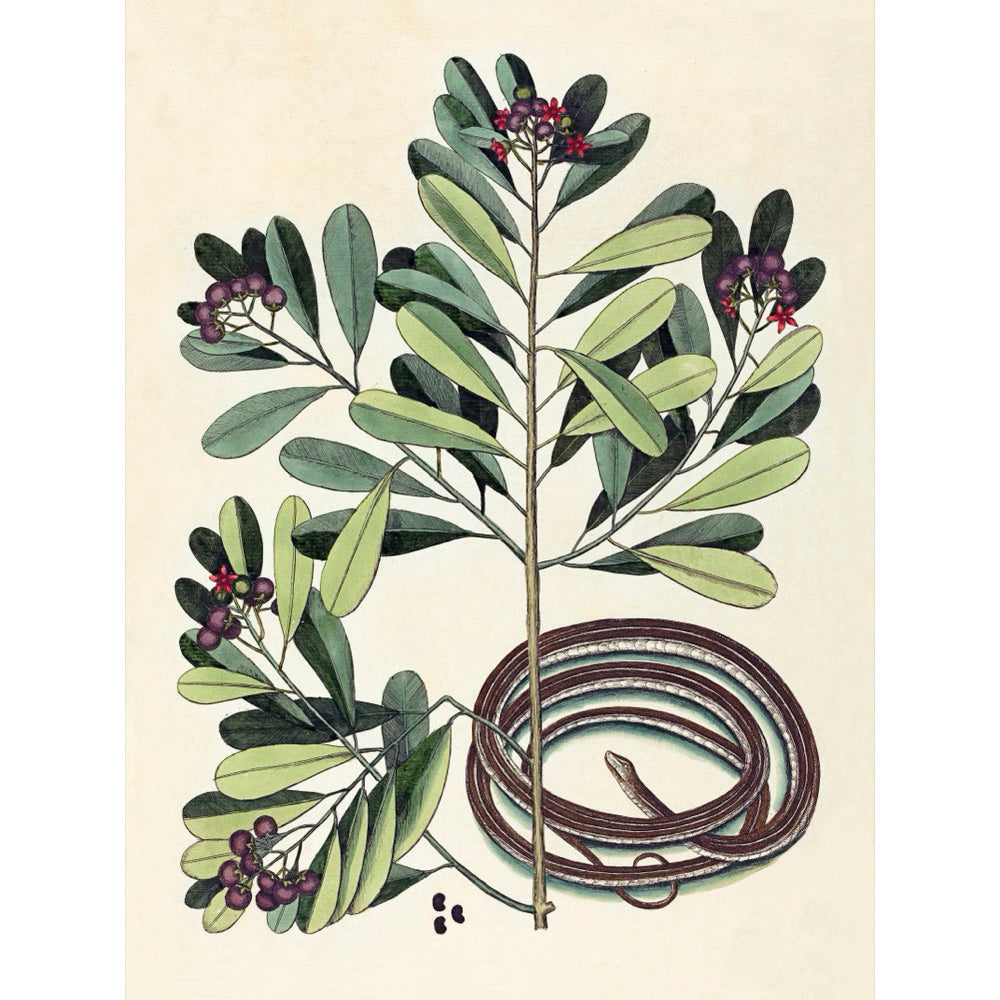 ◇  New World Naturalist - Set of 5 Prints