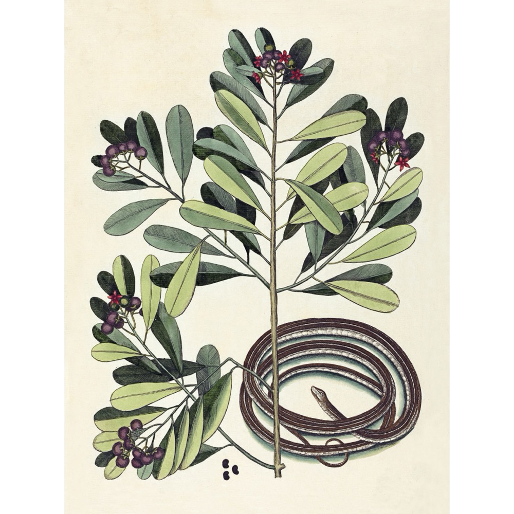 ◆ New World Naturalist - Set of 5 Prints
