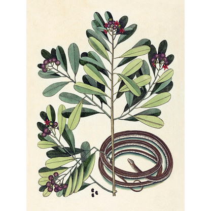 ◆ New World Naturalist - Set of 5 Prints