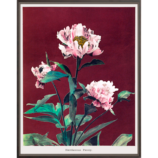 Hærdaceous Peony