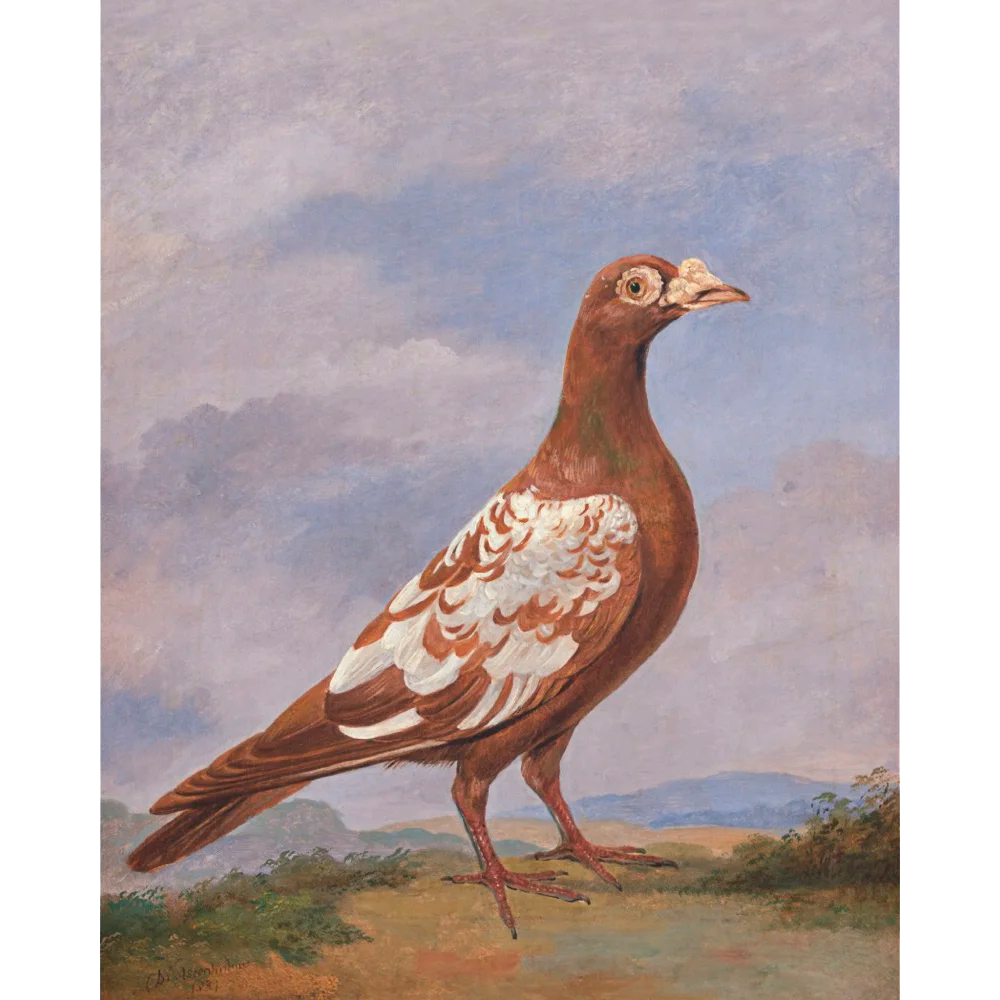 ◆ Pigeon Pairing - Set of 2