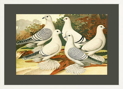 White Pigeons