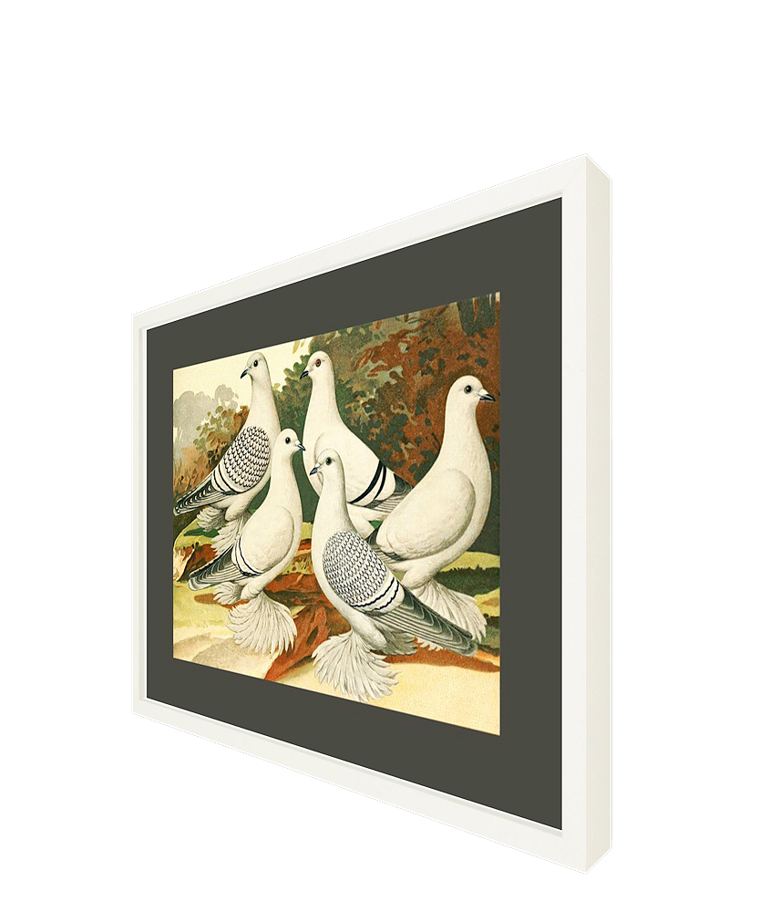 White Pigeons