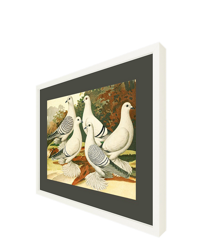 White Pigeons