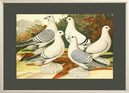 White Pigeons
