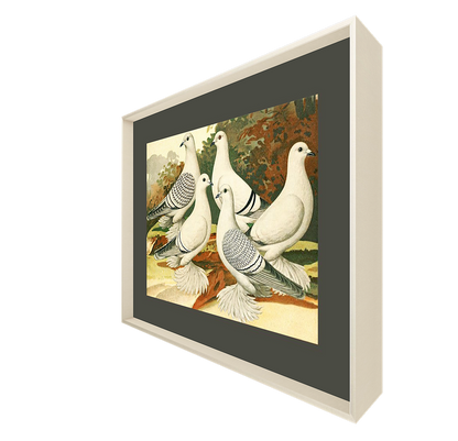 White Pigeons