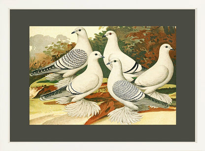 White Pigeons