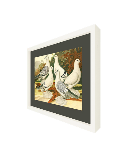 White Pigeons