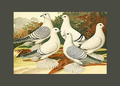 White Pigeons