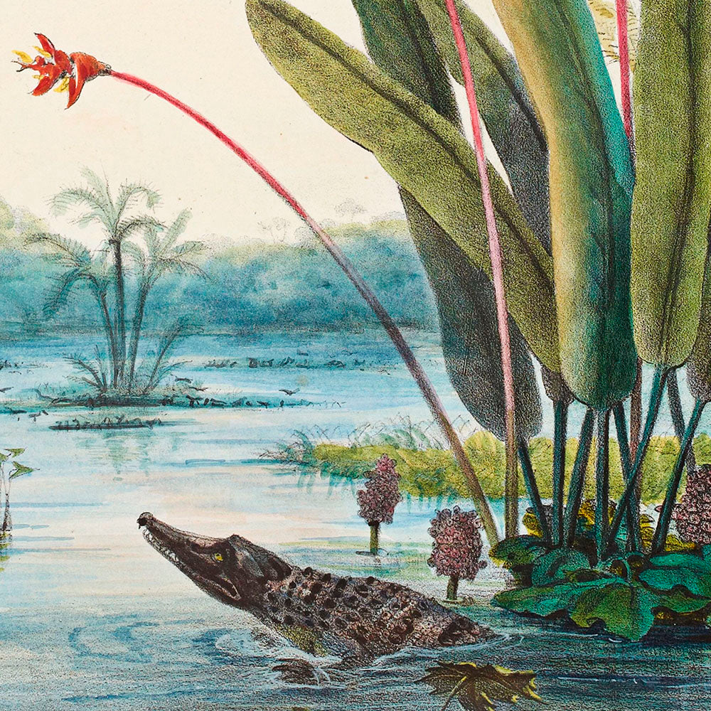 ◇ Tropical Riverbank with Caiman
