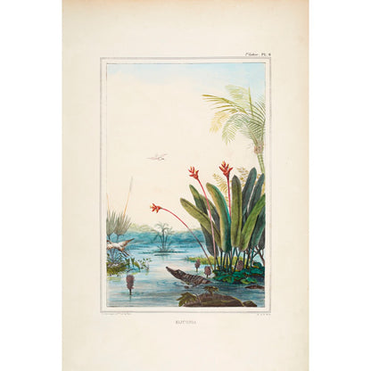 ◇ Tropical Riverbank with Caiman