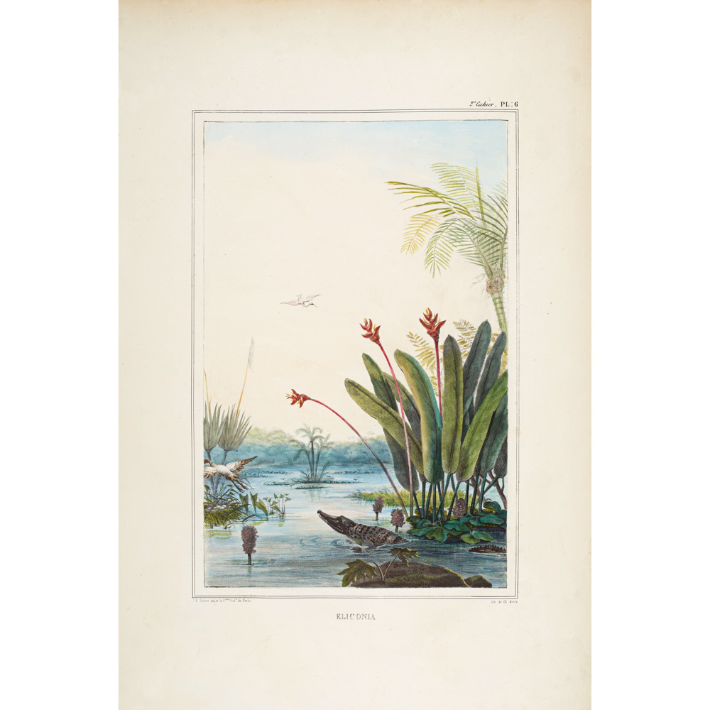 Tropical Riverbank with Caiman