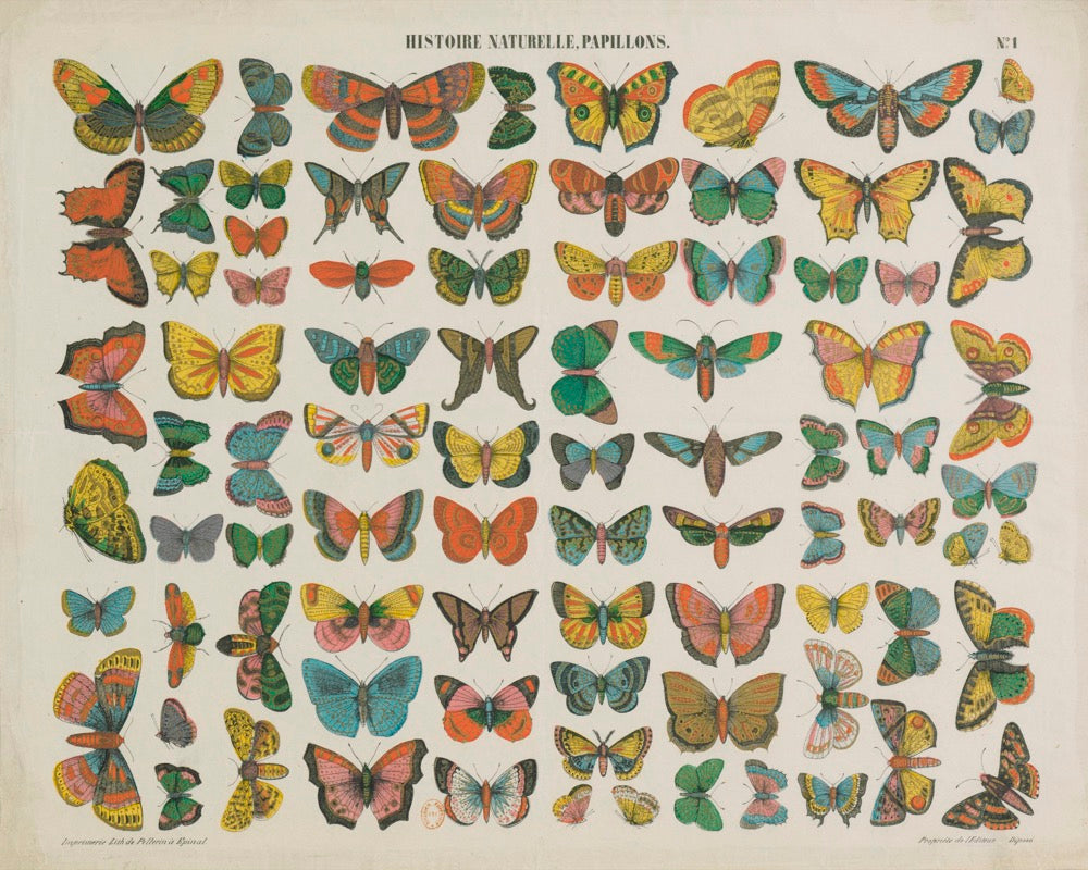 ◇ Entomological Plate: Lepidopteram (Minimal restoration)