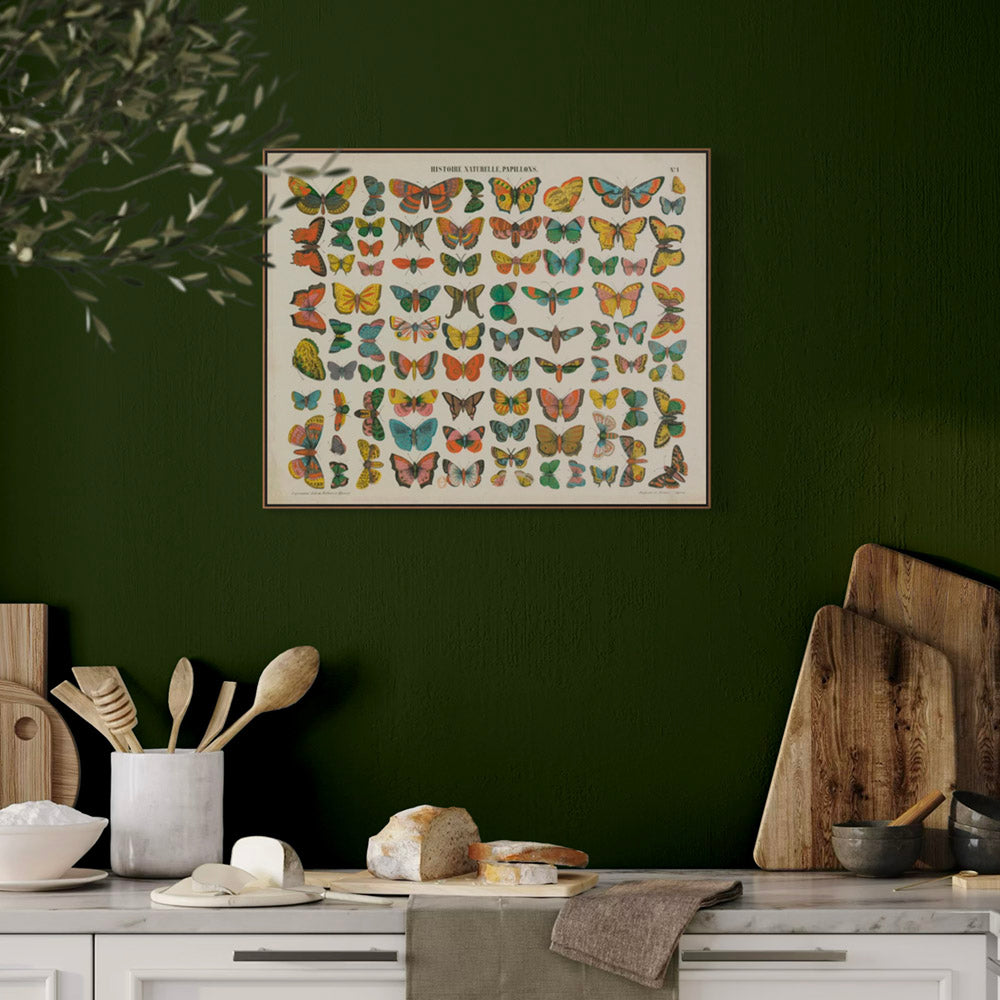 ◇ Entomological Plate: Lepidopteram (Minimal restoration)