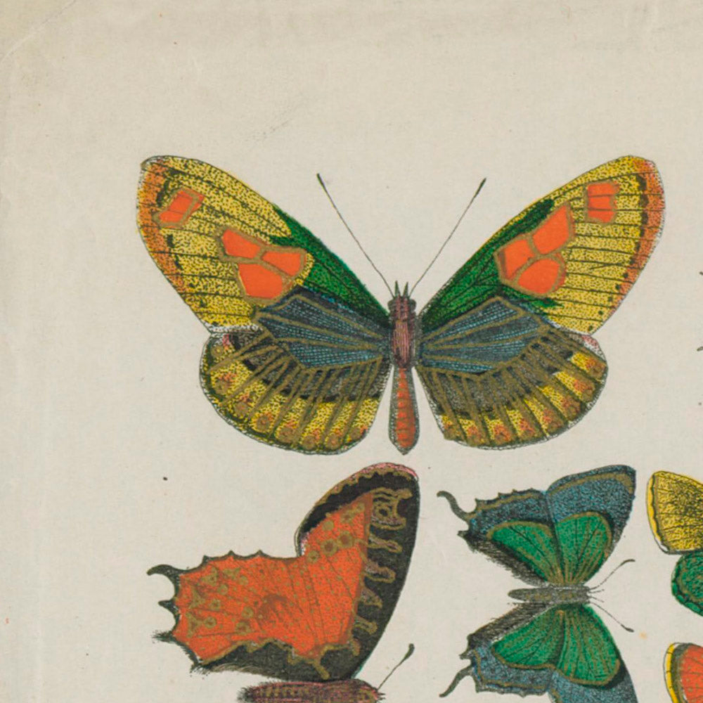 ◇ Entomological Plate: Lepidopteram (Minimal restoration)