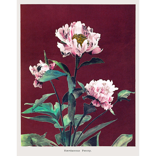 ◇ Hærdaceous Peony