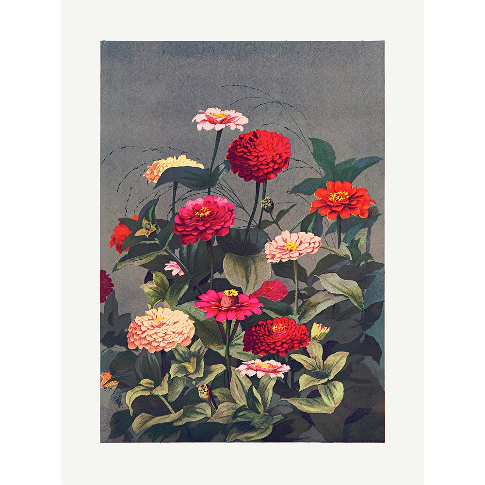 Prismatic Zinnias